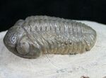 Pedinopariops Trilobite From Jorf, Morocco - #9448-6